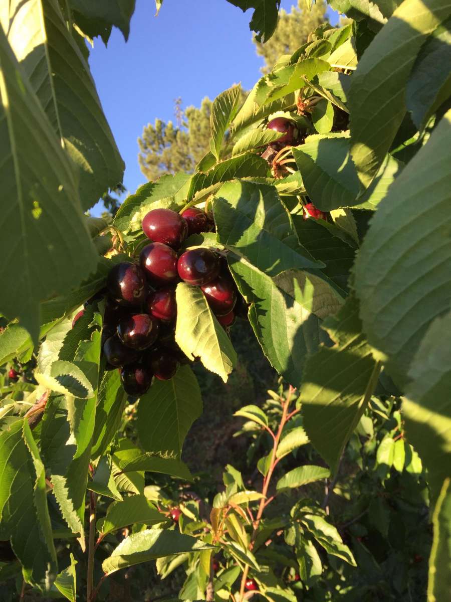Cerejas Mari'José - Cerejas